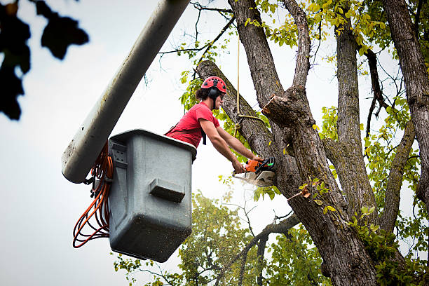 Emergency Storm Tree Removal in Elwood, IL